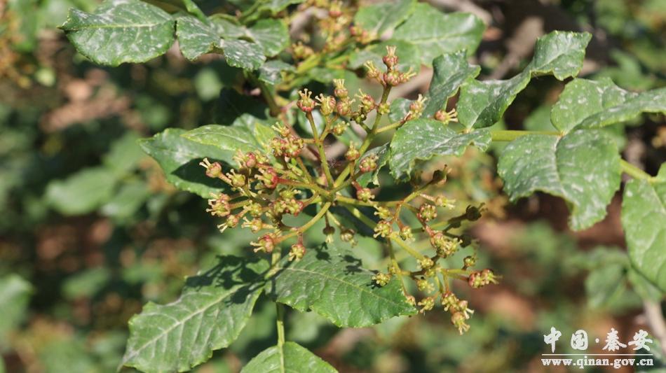 苹果树最新促花技术