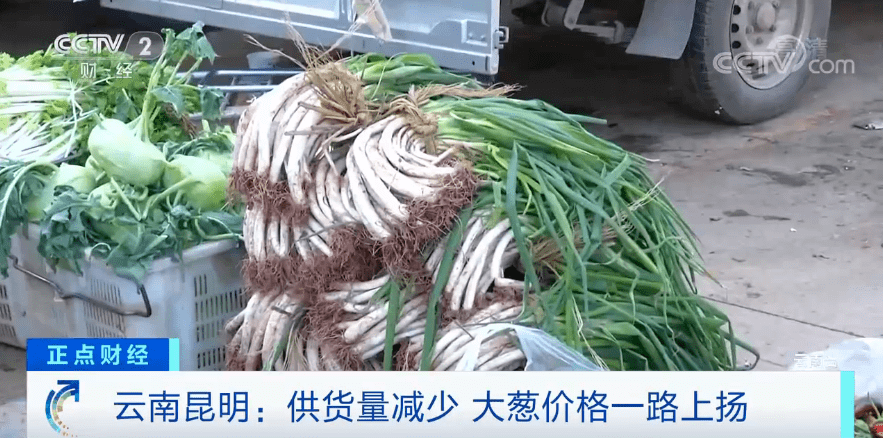 大葱批发价格最新消息