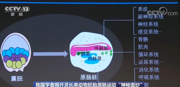 管家婆一肖一码必中一肖,揭秘管家婆一肖一码必中一肖的神秘面纱